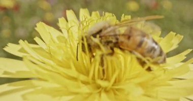 Tozlaşma - arı polen çiçek ile kaplı bir çiçek üzerinde özel makro çekim