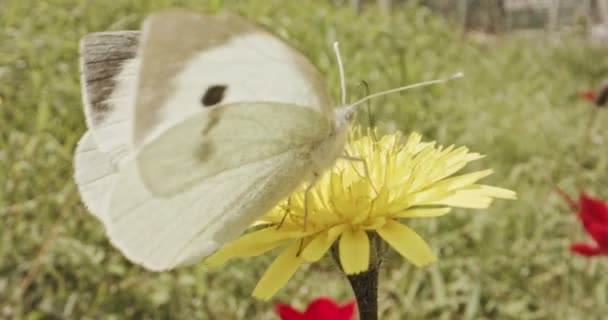 Polinización: macro toma especial de una mariposa sobre un néctar para beber flores — Vídeo de stock