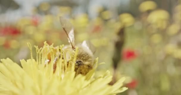 Запилення - спеціальний макрознімок бджоли на квітці, покритій квіткою Пилок — стокове відео