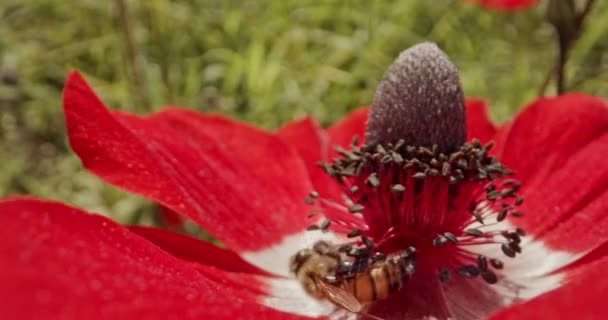 Polinización - macrofotografía especial de una abeja sobre una flor cubierta de flor Polen — Vídeos de Stock