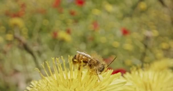 Pollinering - särskilda makro skott av ett bi på en blomma täckt med blomma Pollen — Stockvideo