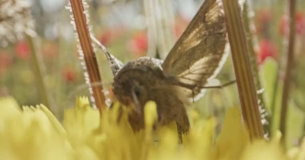 Polinização - macro tiro especial de uma Borboleta em um néctar de bebida de flor — Vídeo de Stock