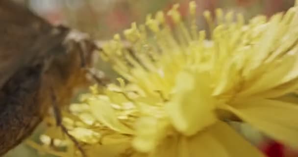 Beporzás - különleges makro szemcsésedik-ból egy pillangó a nektárt iszik virág — Stock videók