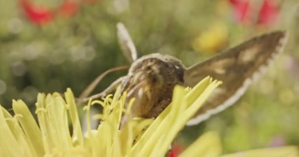 Γονιμοποίηση - ειδική μακροεντολή πυροβολισμό μιας πεταλούδας σε ένα λουλούδι πίνοντας το νέκταρ — Αρχείο Βίντεο