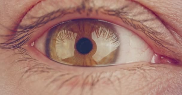 Macro disparo extremo de un ojo humano marrón — Vídeos de Stock