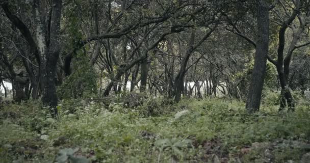 Загін повністю озброєних солдатів-командос під час бою в лісових пейзажах — стокове відео