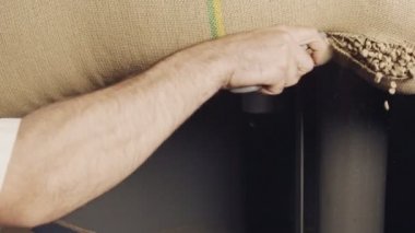 İşçi yeşil kahve çekirdekleri ile çuval kesiyor. Yavaş çekim.