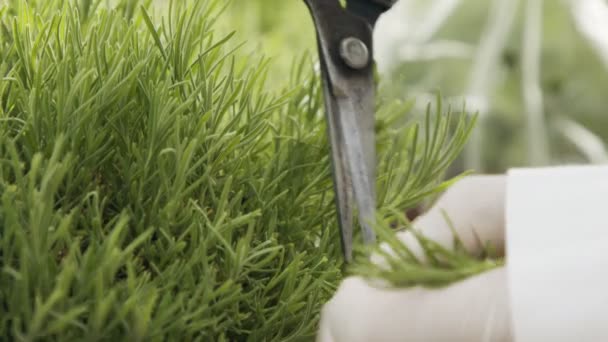 Detailní záběr pracujících rukou ořezávání listů rostlin ve skleníku — Stock video