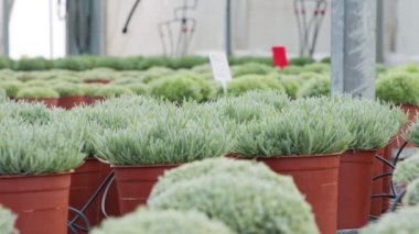 Tencere içinde biberiye bitkileri olan büyük ölçekli sanayi serası.