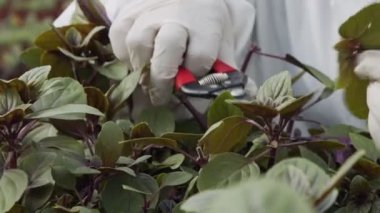 Seradaki bitki yapraklarını budamak için çalışan işçilerin ellerini kapatın.