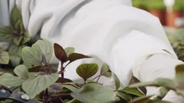 Seradaki bitki yapraklarını budamak için çalışan işçilerin ellerini kapatın.