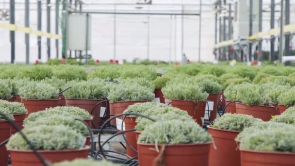 Invernadero industrial a gran escala con plantas de romero en macetas — Vídeos de Stock