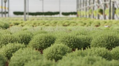 Büyük ölçekli sanayi serası ve çömlek içinde kekik bitkileri