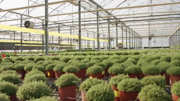 Invernadero industrial a gran escala con plantas de tomillo en macetas — Vídeos de Stock