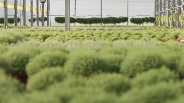 Широкомасштабна промислова теплиця з рослинами чебрецю в горщиках — стокове відео