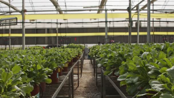 Dolly shot in a large industrial greenhouse with rows of plants — Stock Video