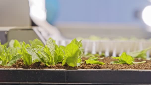 Zautomatyzowany proces sadzenia przy użyciu zaawansowanego robota do sadzenia liści na tacach — Wideo stockowe