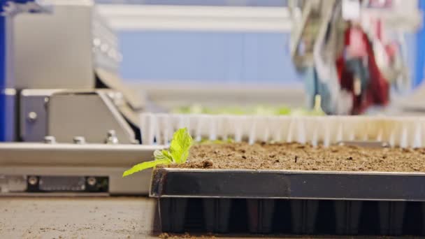 Processus de plantation automatisé utilisant un robot avancé pour planter des feuilles dans des plateaux pour — Video