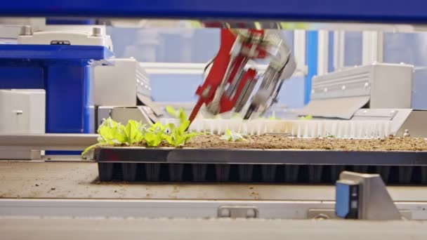 Automatisch aanplantproces met behulp van geavanceerde robot voor het planten van bladeren in trays voor — Stockvideo