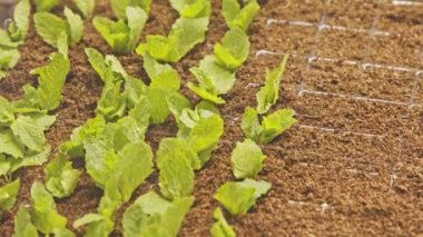 Tepsilere yaprakları yerleştirmek için gelişmiş robotlar kullanarak otomatik yerleştirme işlemi