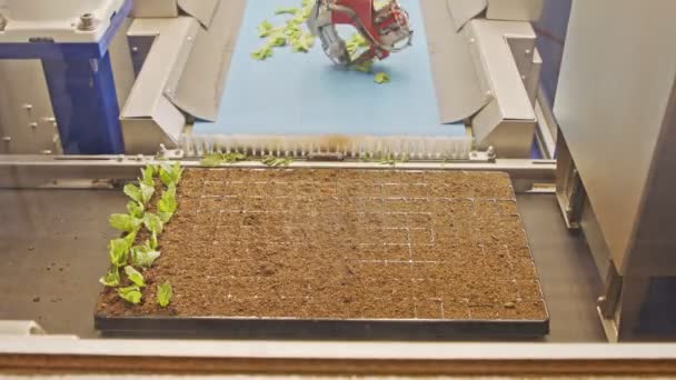 Automatisiertes Pflanzverfahren mit fortschrittlichen Robotern zum Pflanzen von Blättern in Tabletts für — Stockvideo
