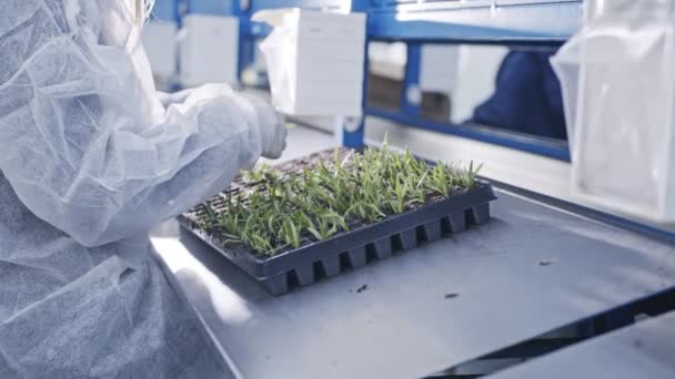 Trabalhador plantando pequenas plantas em bandejas dentro do berçário industrial — Vídeo de Stock
