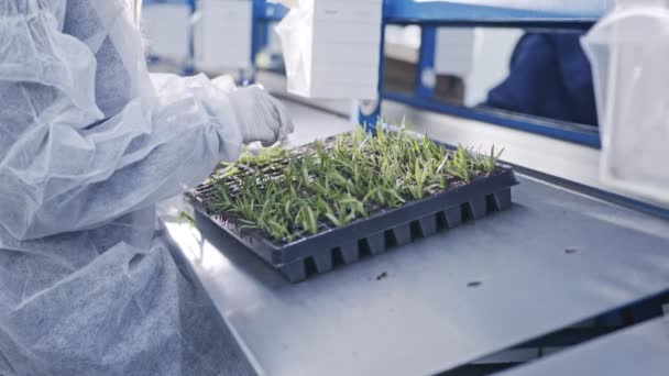Trabajador plantando pequeñas plantas en bandejas dentro de vivero industrial — Vídeo de stock