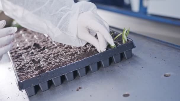 Trabajador plantando pequeñas plantas en bandejas dentro de vivero industrial — Vídeos de Stock