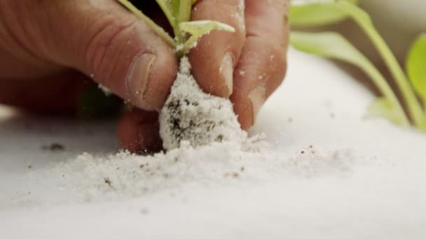 Macro tiro de agricultor mão plantando uma pequena planta dentro de um saco de substrato destacado — Vídeo de Stock