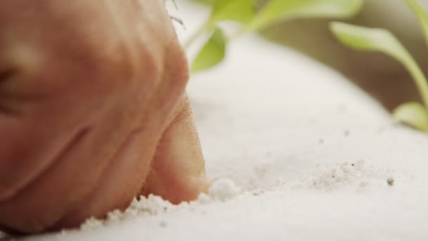 Macro shot van boer hand planten van een kleine plant in een losse substraat zak — Stockvideo