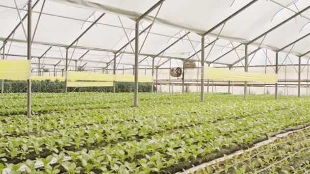 Filas de plantas que crecen dentro de un gran invernadero — Vídeos de Stock