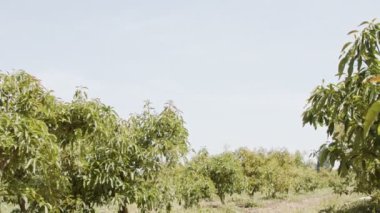 Avokado çiftliği ve güneşte genç ağaçlar.