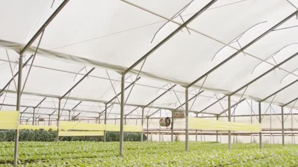 Növénysorok nőnek egy nagy üvegházban — Stock videók