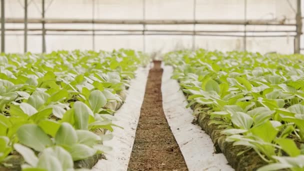 Filas de plantas que crecen dentro de un gran invernadero — Vídeos de Stock