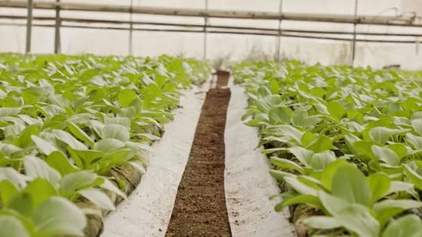 Filas de plantas que crecen dentro de un gran invernadero — Vídeos de Stock