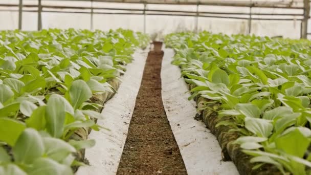 Rijen planten groeien in een grote kas — Stockvideo