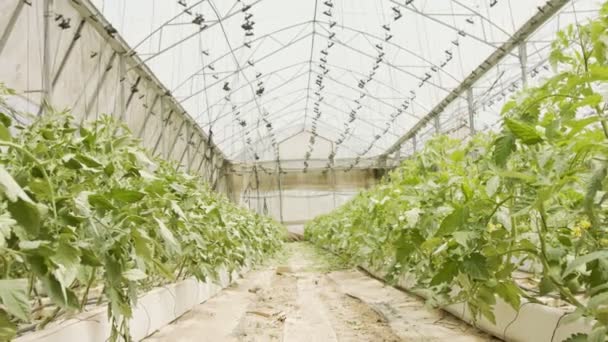 Filas de plantas que crecen dentro de un gran invernadero — Vídeos de Stock