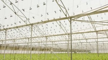 Büyük bir seranın içinde büyüyen bitkiler.