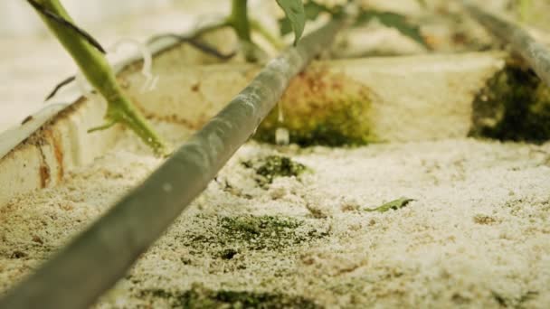Dolly shot de systèmes d'irrigation goutte à goutte arrosant les plantes dans une serre — Video