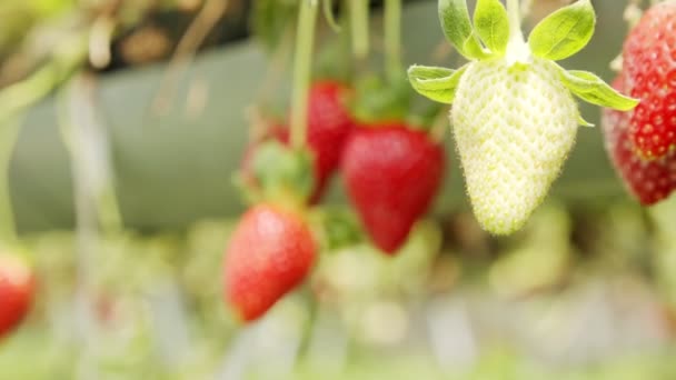 एक ग्रीनहाउस के अंदर बड़े परिपक्व स्ट्रॉबेरी पर बंद करें — स्टॉक वीडियो