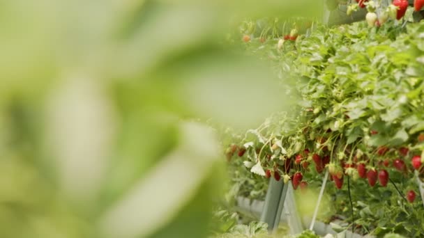 Filas de fresas que crecen en sustratos separados dentro de un gran invernadero — Vídeo de stock