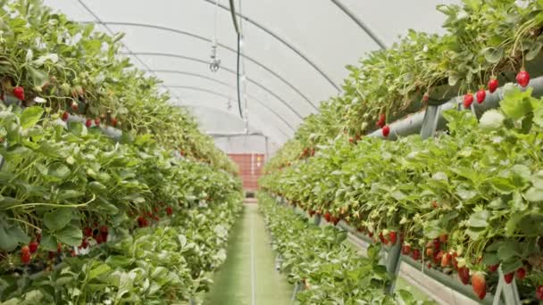 Řady jahod rostoucí na oddělených substrátech uvnitř velkého skleníku — Stock video