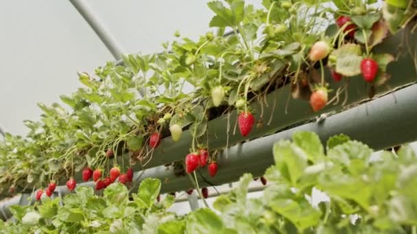 Řady jahod rostoucí na oddělených substrátech uvnitř velkého skleníku — Stock video