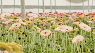 Büyük bir seranın içinde büyüyen Gerbera çiçekleri.
