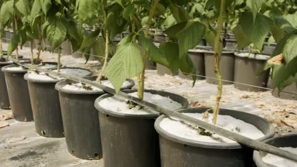 Řádky rostlin rostoucí ve velkém skleníku — Stock video