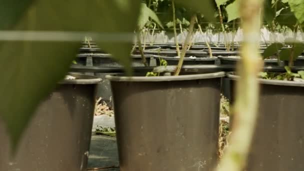 Fileiras de plantas crescendo dentro de uma grande estufa — Vídeo de Stock