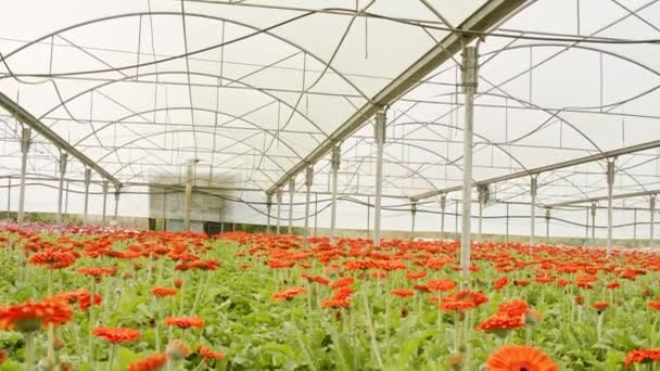 Gerbera blommor i många färger som växer inne i ett stort växthus — Stockvideo