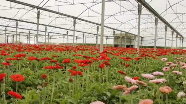 Gerbera blommor i många färger som växer inne i ett stort växthus — Stockvideo