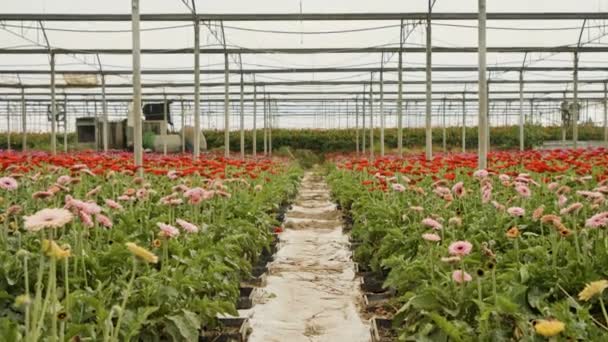 大きな温室内で成長する多くの色のゲルベラの花 — ストック動画