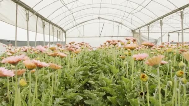 Gerbera florece en muchos colores creciendo dentro de un gran invernadero — Vídeos de Stock